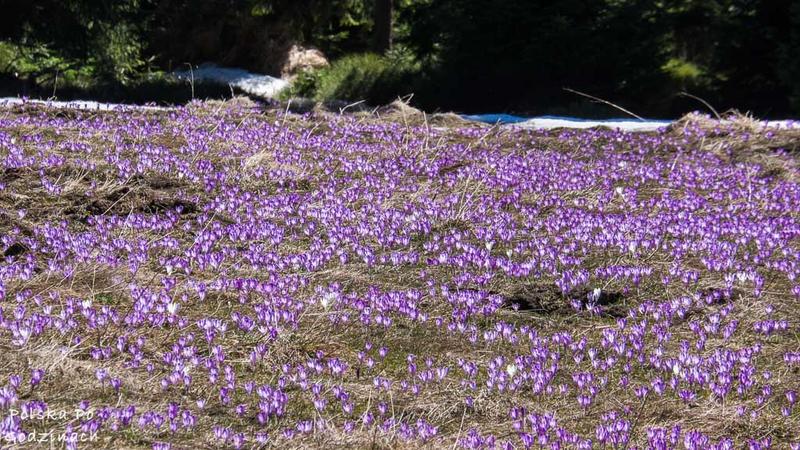 Warunki glebowe dla krokusów