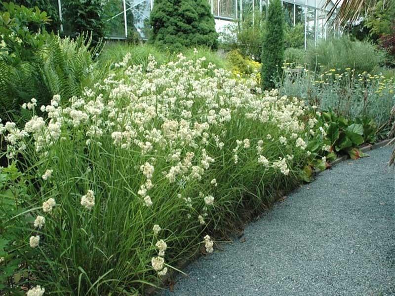 Wpływ klimatu na kosmatkę śnieżną