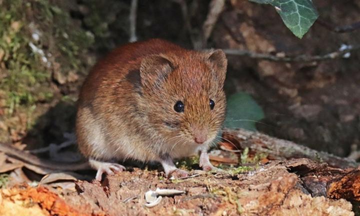 Zagrożenia dla tykotka lakowego