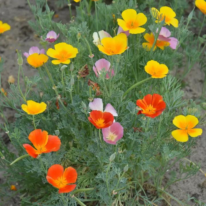 Zastosowania medyczne roślin