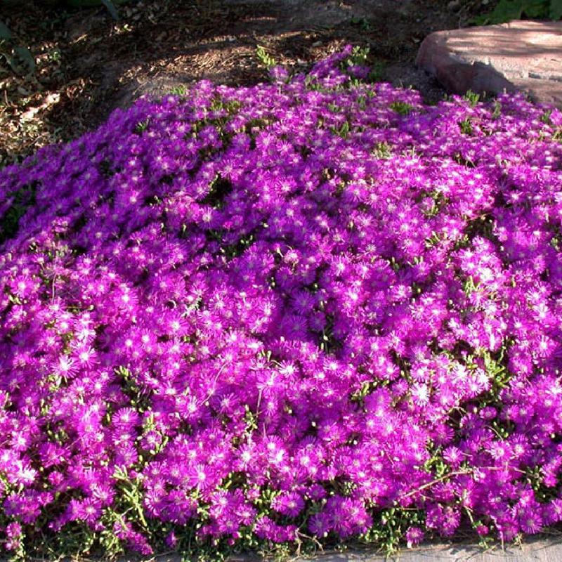 Zimowanie stokrotkowatego