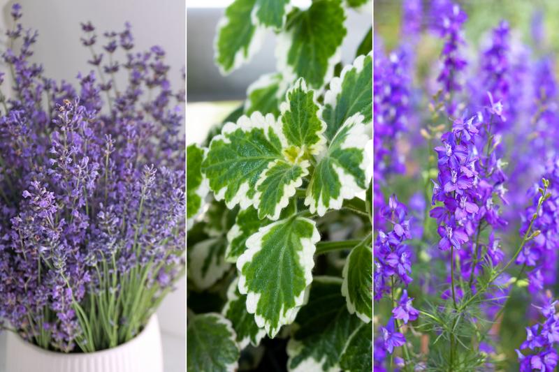 Zioła w walce z insektami