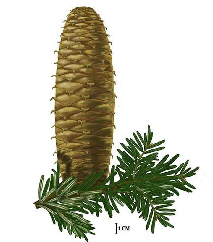 Znaczenie jodły pospolitej