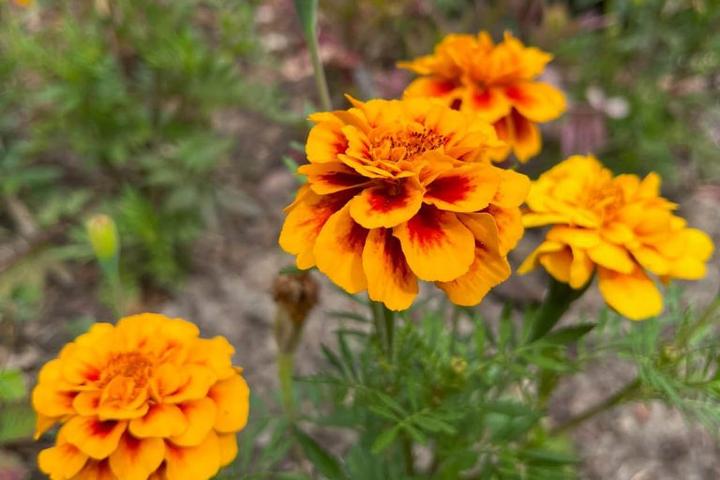 Aksamitka wzniesiona – piękno i elegancja w Twoim ogrodzie