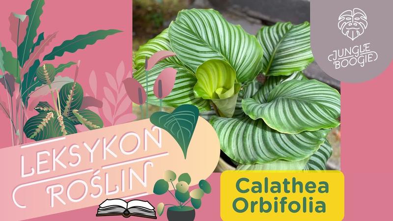 Odkryj piękno calathea orbifolia: idealna roślina do twojego wnętrza