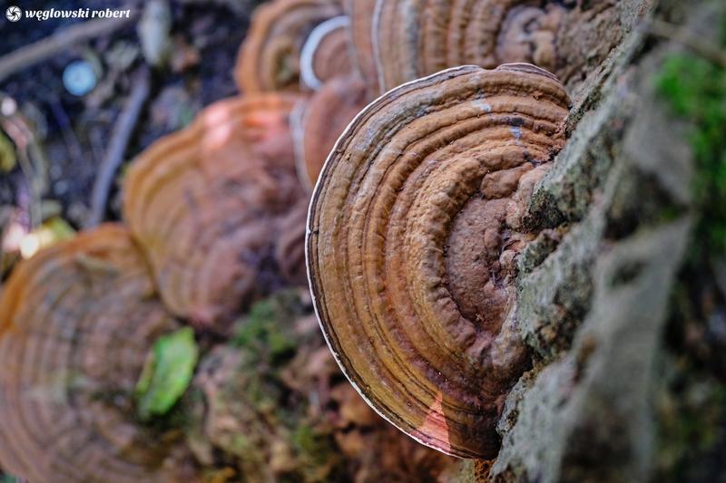 Odkryj piękno lakownicy splaszczonej: niezastąpiony element Twojego ogrodu