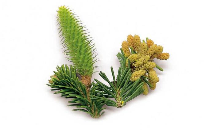 Sekrety jodły pospolitej: piękno i znaczenie w polskich lasach