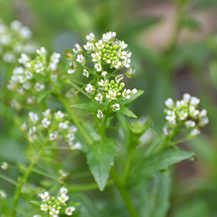 Tajemnice tobolków polnych – co warto wiedzieć o ich właściwościach i zastosowaniach?