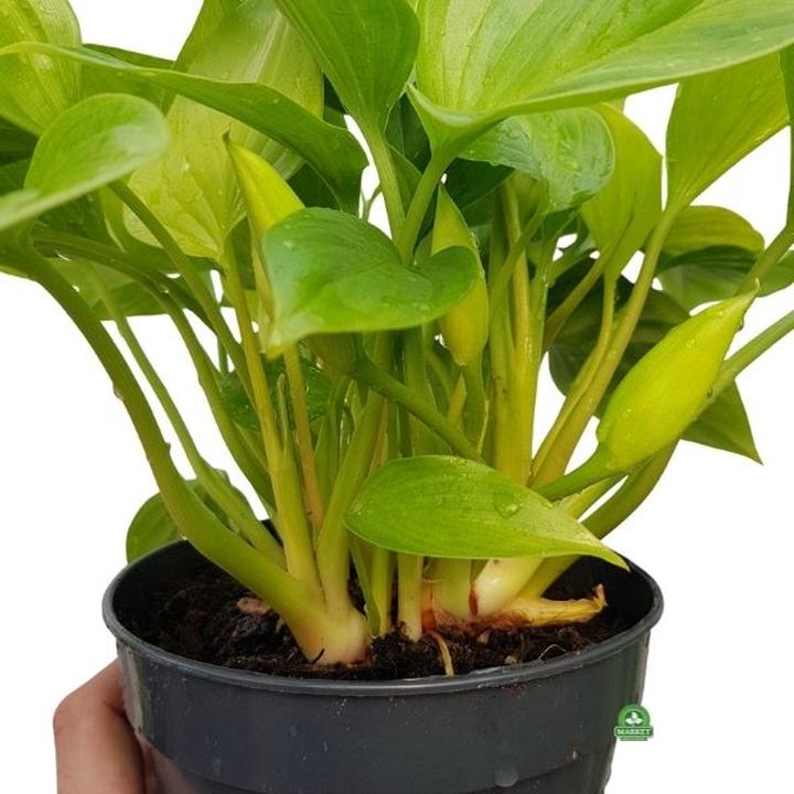 Aranżacja wnętrz z roślinami