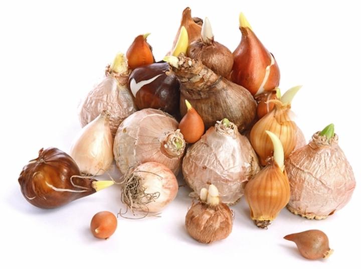 Cebulki kwiatowe w ogrodzie