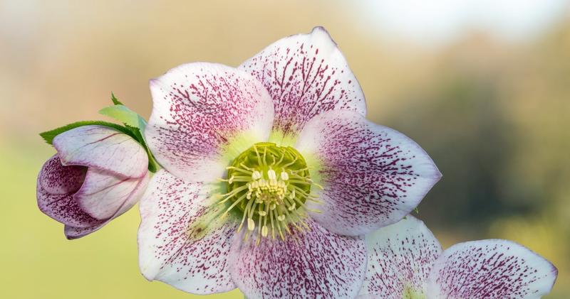 Cykle życiowe roślin