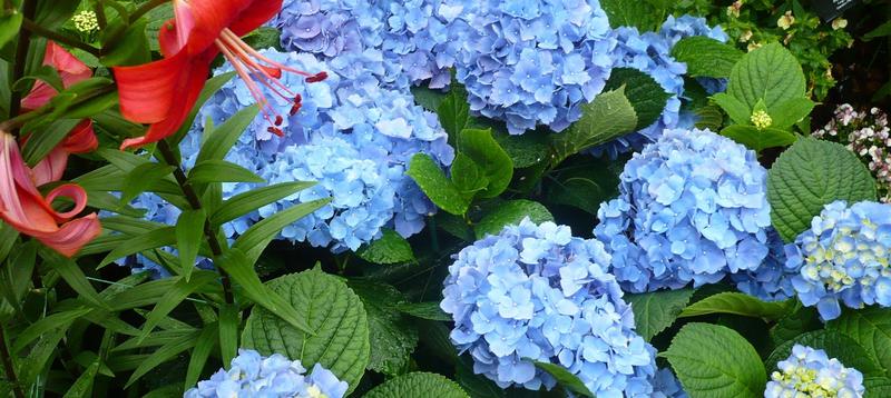 Czas cięcia hortensji