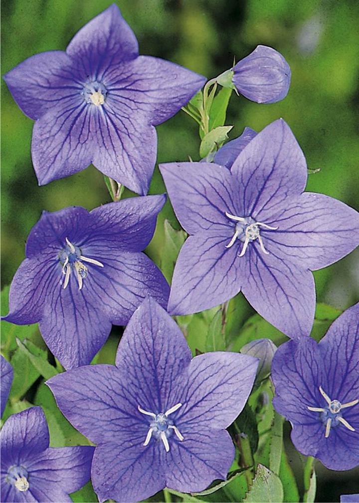 Diagnostyka i leczenie rozwaru