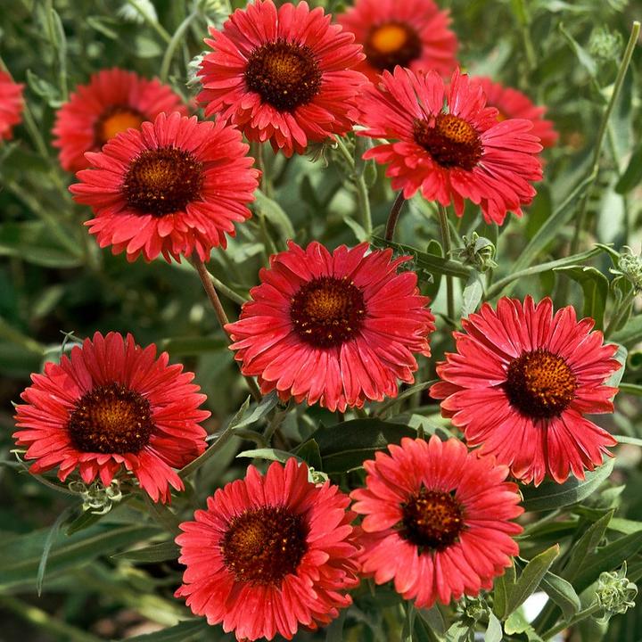 Gailardia dla zapylaczy