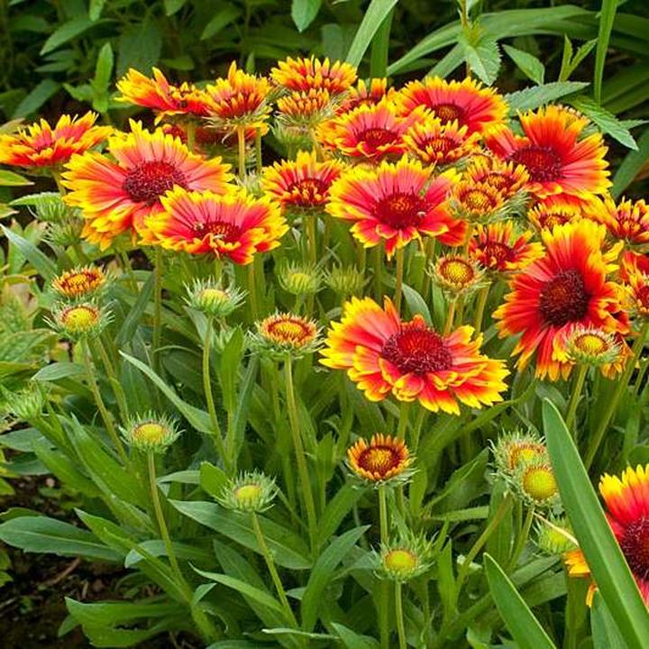 Gailardia w ogrodzie