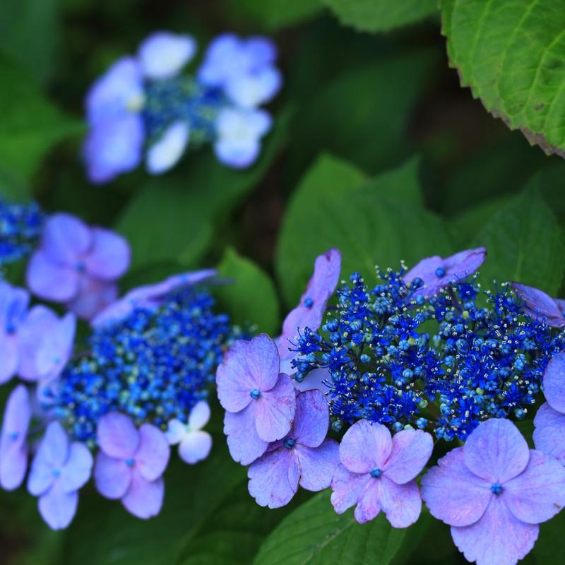 Hortensja piłkowana pielęgnacja
