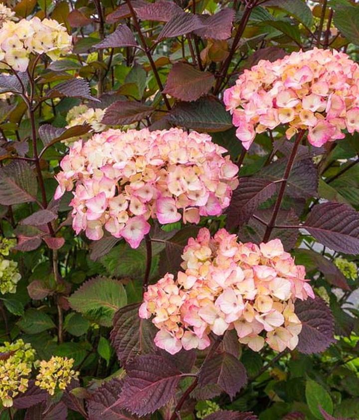 Idealne miejsce dla hortensji