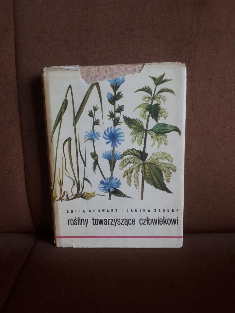 Kompozycje z berberysami