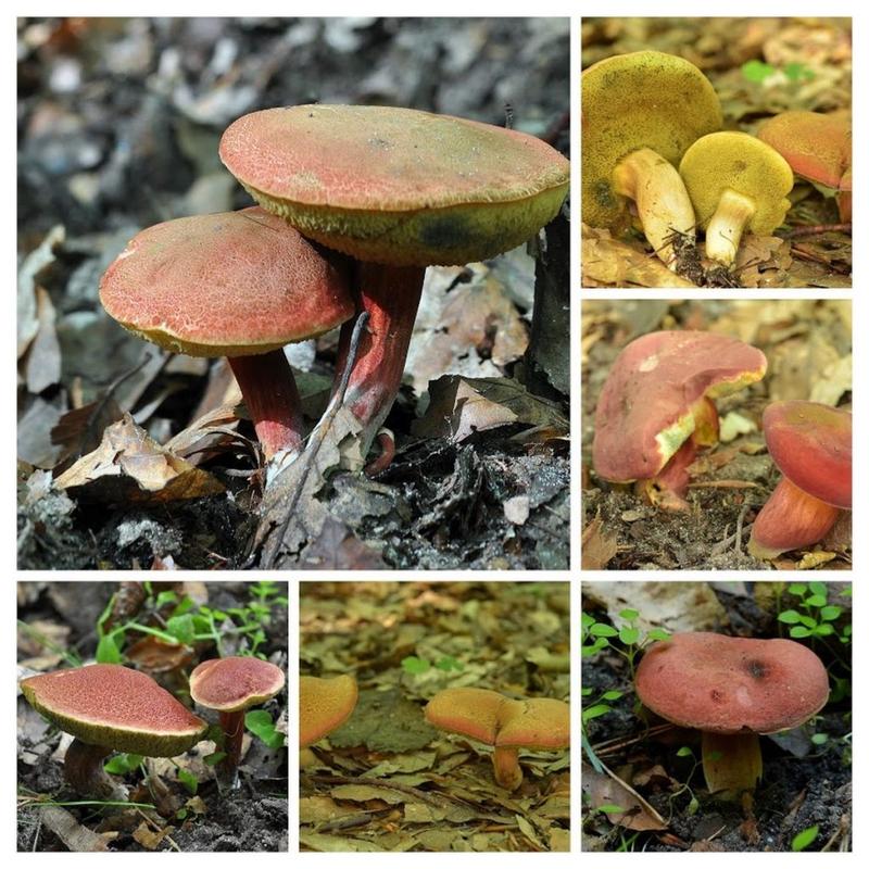 Kulinarne inspiracje grzyby