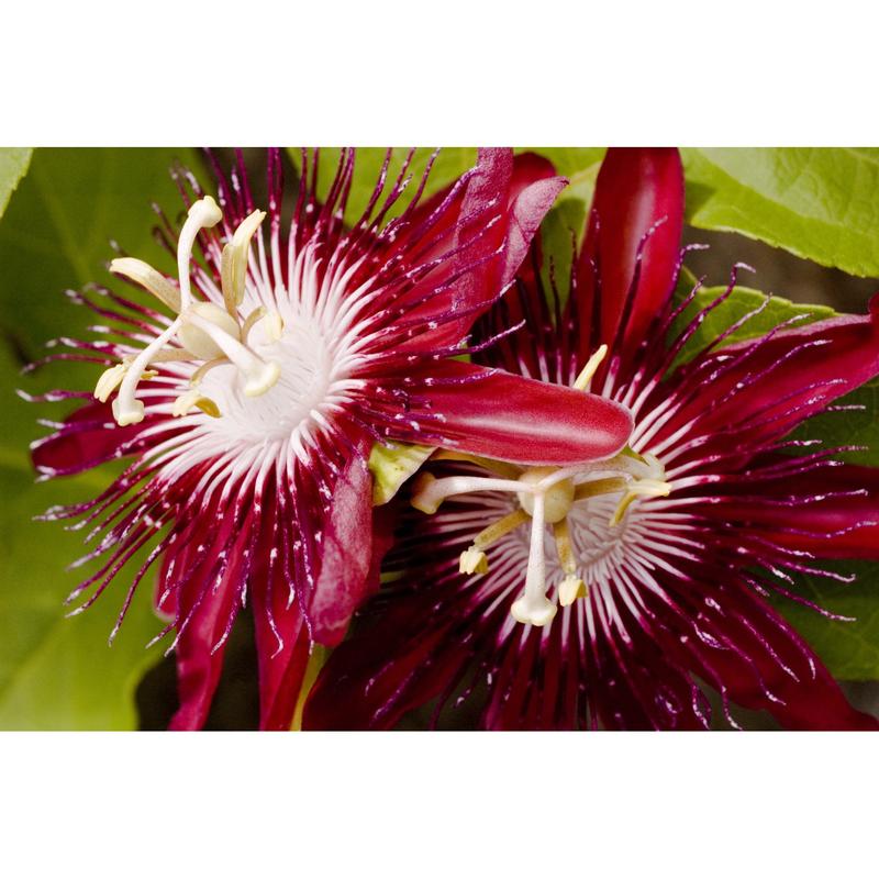 Kulinarne zastosowania passiflory