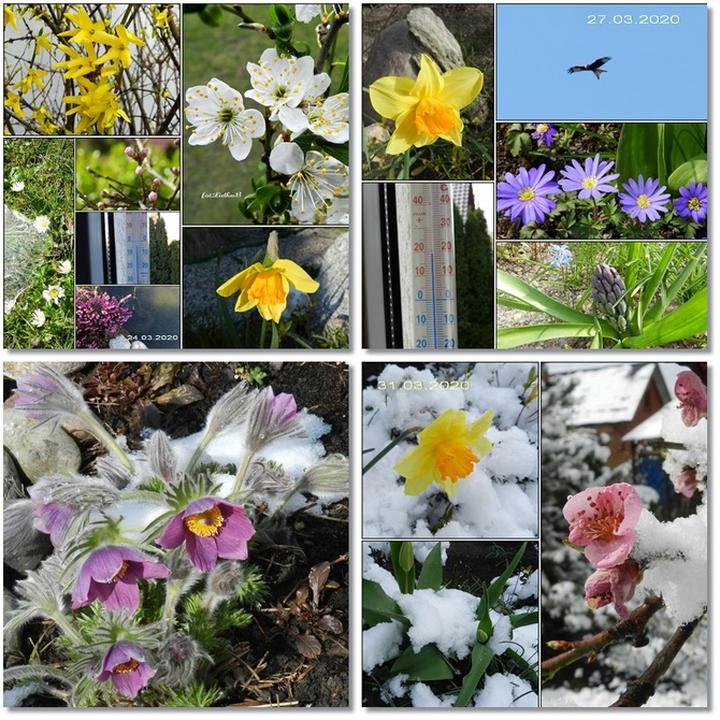 Kwiaty doniczkowe na wiosnę