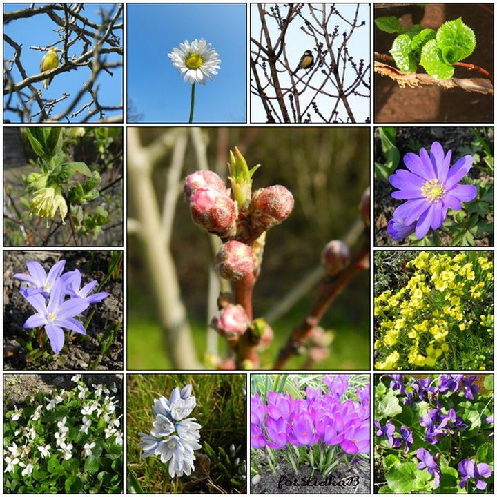 Kwitnące rośliny w marcu