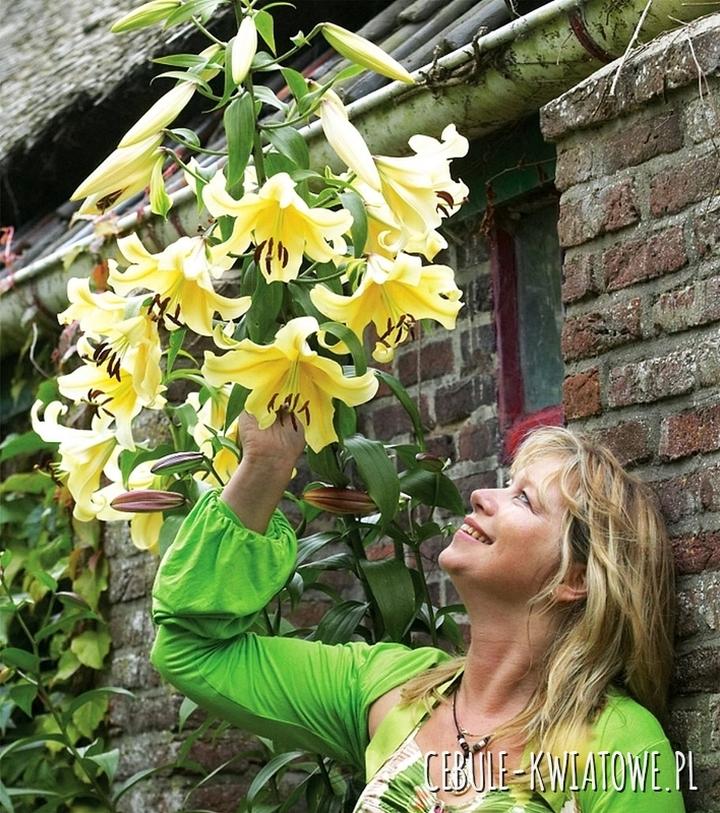 Lilie drzewiaste w kompozycjach ogrodowych