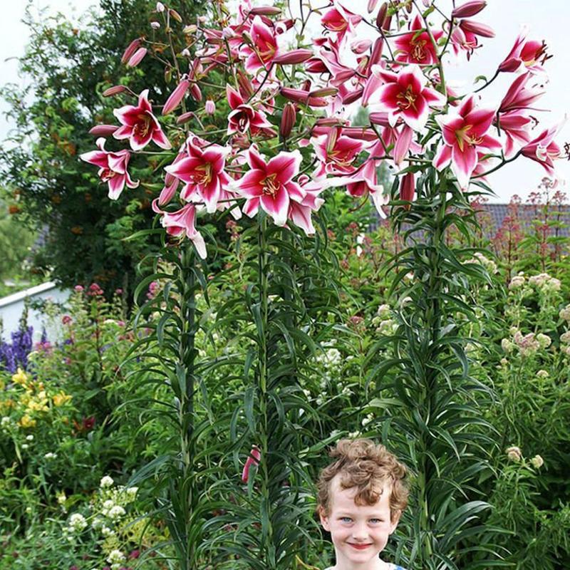 Lilie drzewiaste w ogrodzie