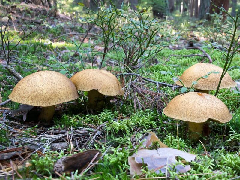 Maslak żółty w medycynie