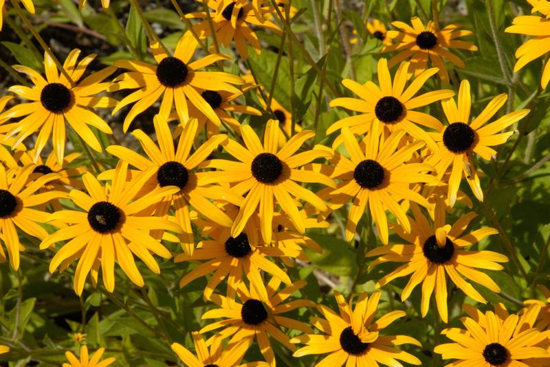 Odmiany rudbekii