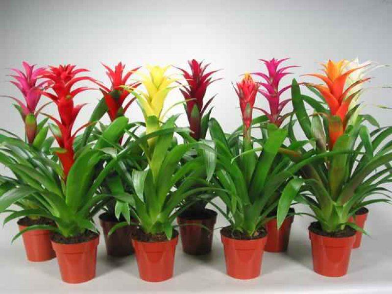 Pielęgnacja Guzmanii