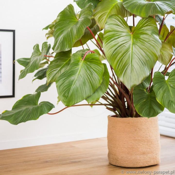 Pielęgnacja homalomeny