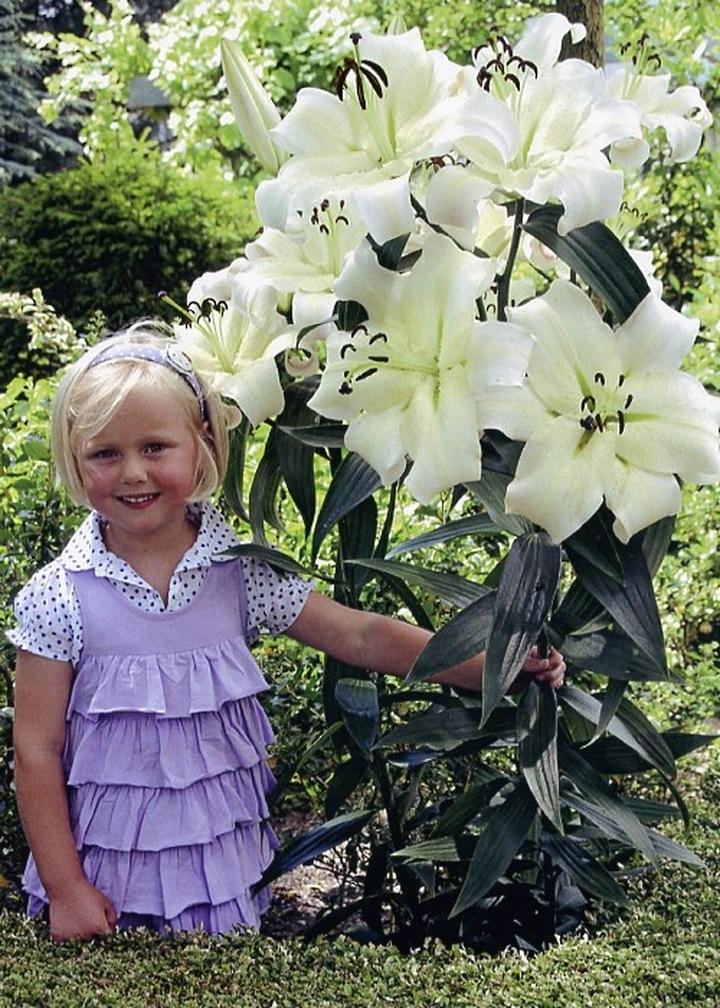 Pielęgnacja lilii drzewiastych