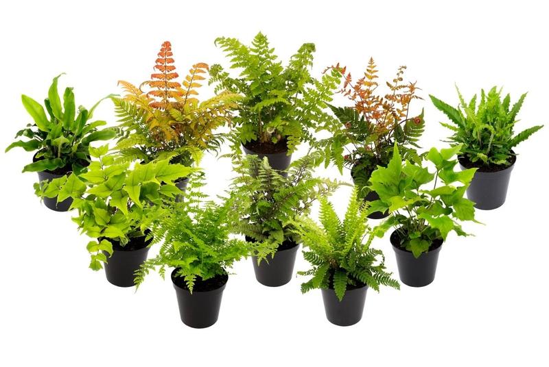 Pielęgnacja paproci dla początkujących