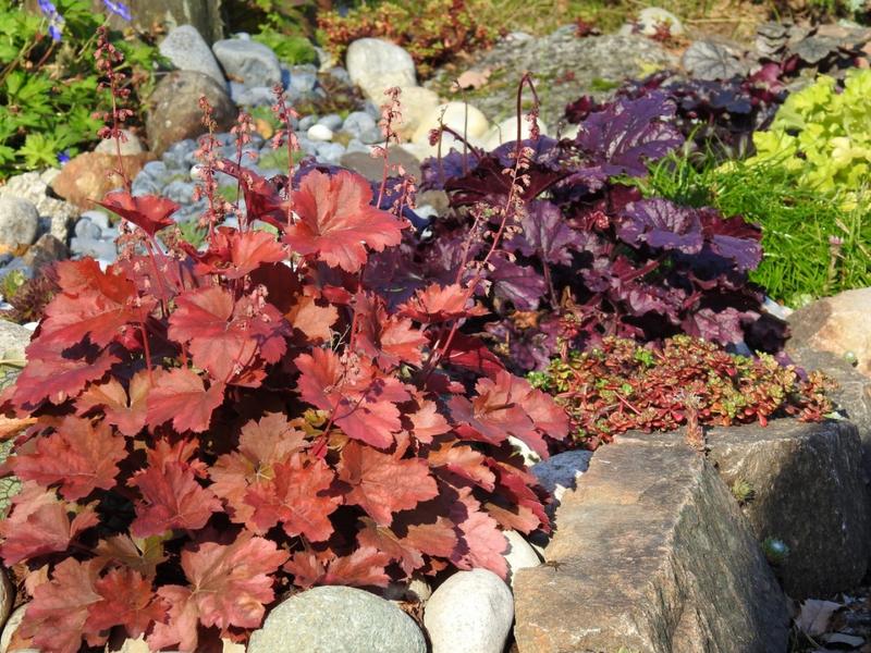 Pielęgnacja roślin z bordowymi liśćmi