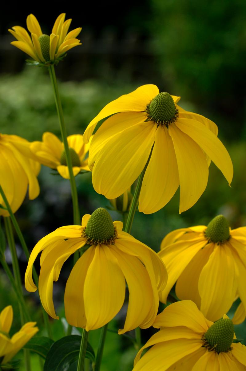 Pielęgnacja rudbekii