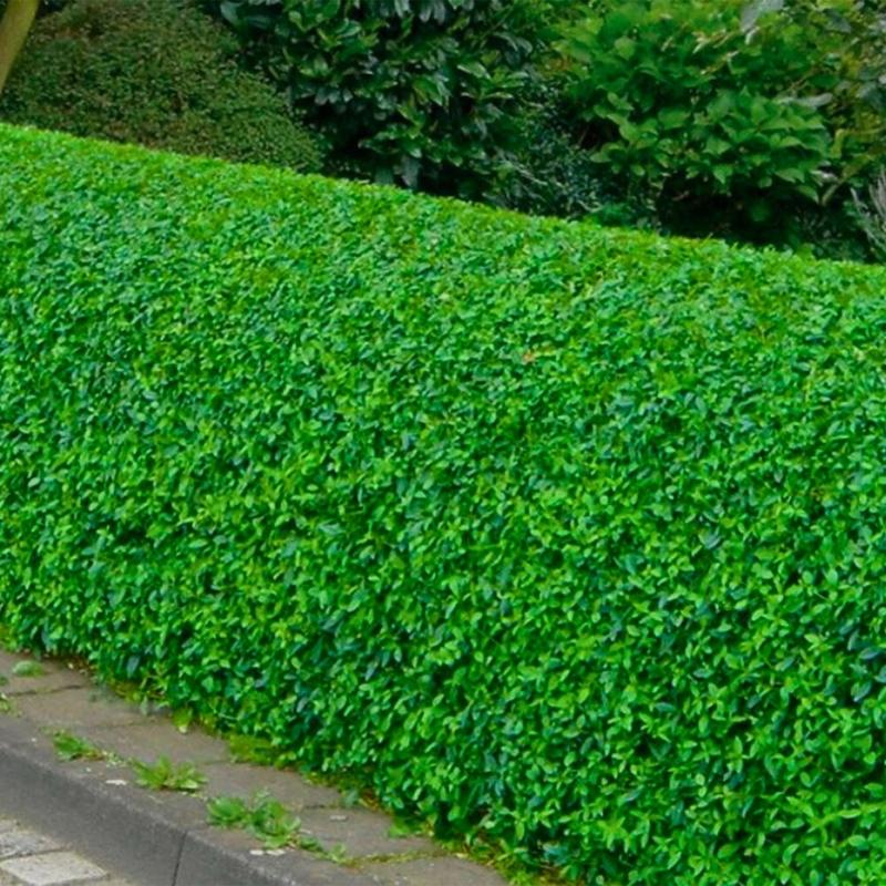 Pochodzenie i historia ligustru