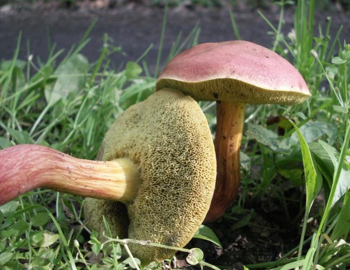 Podgrzybek czerwonawy smak