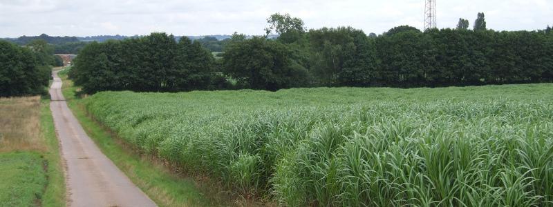 Rośliny energetyczne