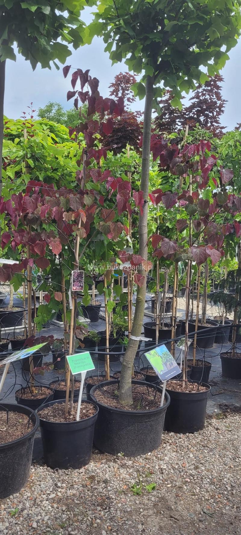 Rośliny o bordowych liściach