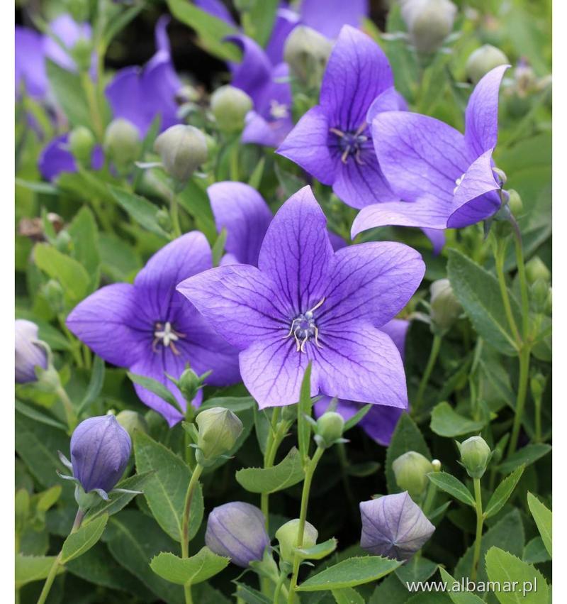 Rozwar a zdrowie psychiczne