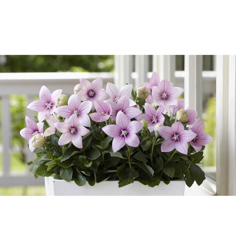 Rozwar i układ pokarmowy