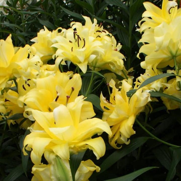 Symbolika lilii drzewiastych