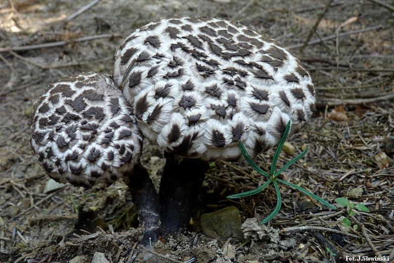 Szyszkowiec luskowaty w medycynie