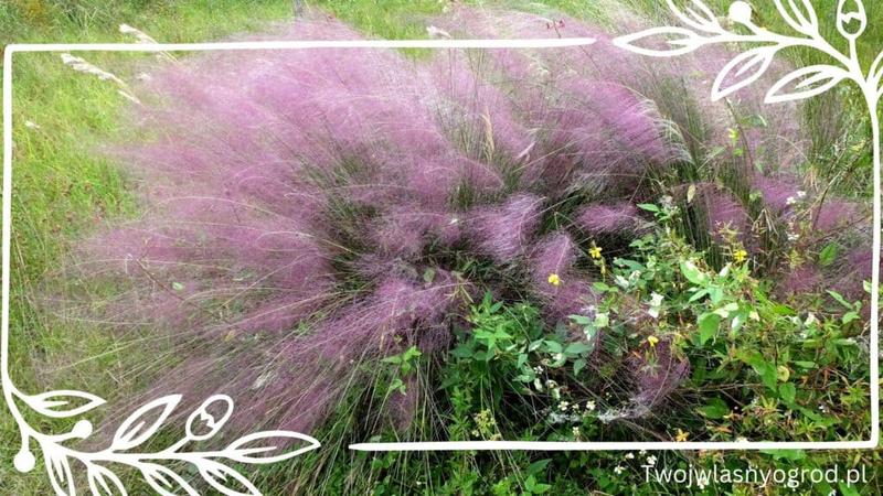 Trawy odporne na suszę