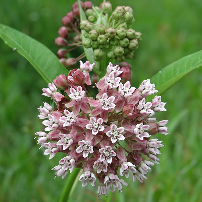 Trojesc amerykańska historia