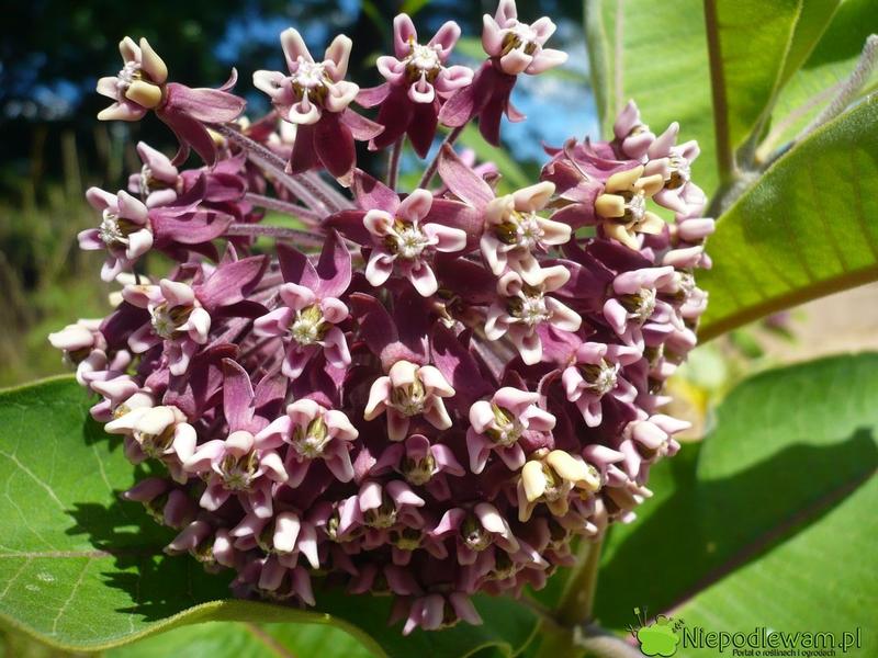 Trojesc amerykańska składniki