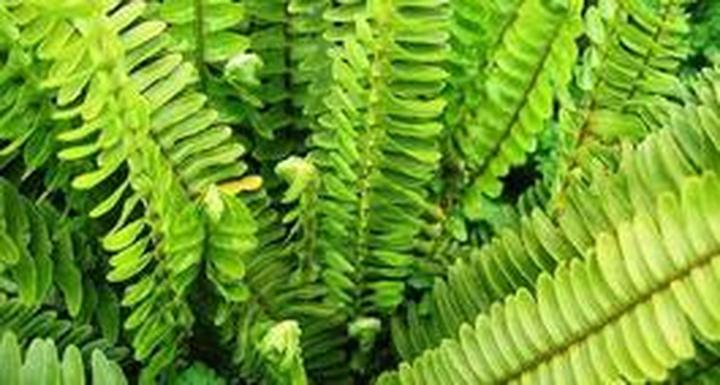 Uprawa paproci w domu