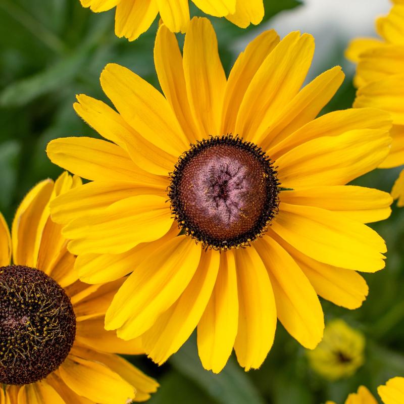 Uprawa rudbekii w ogrodzie