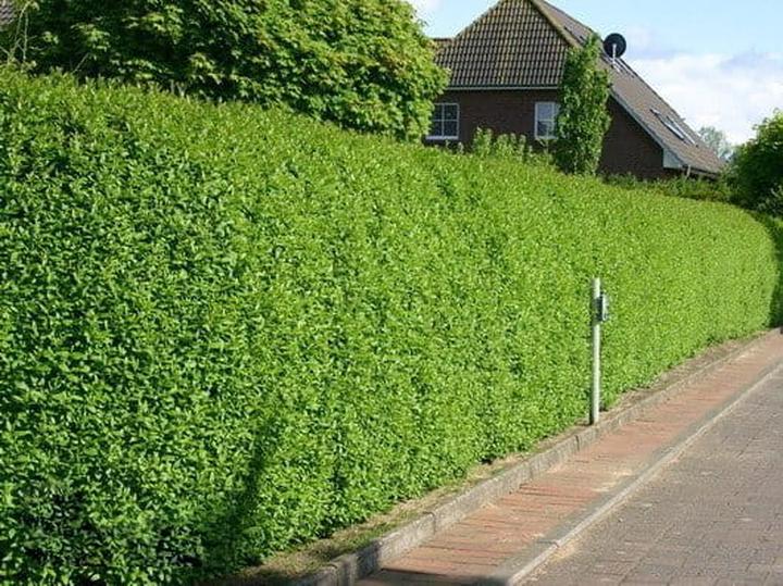 Walory dekoracyjne ligustru